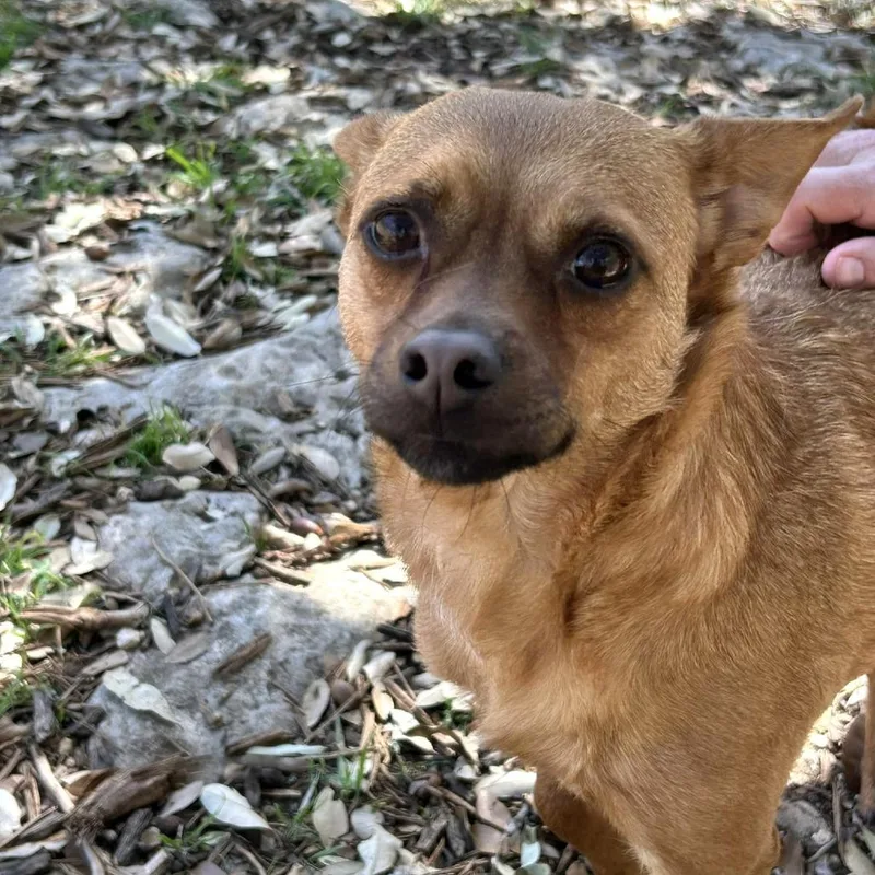 Sweet Boy thumbnail 2