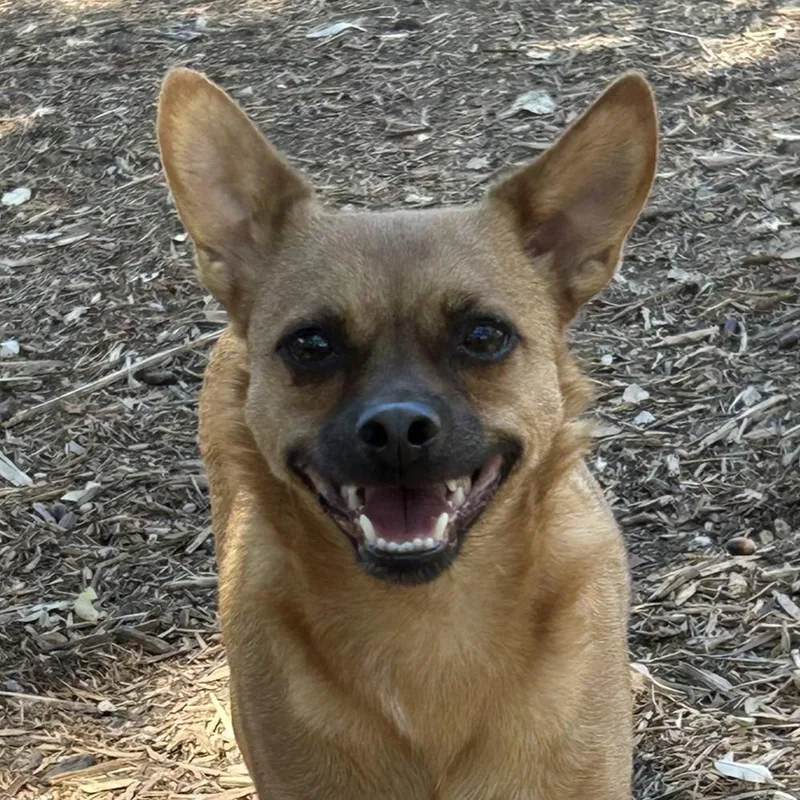 Sweet Boy thumbnail 3