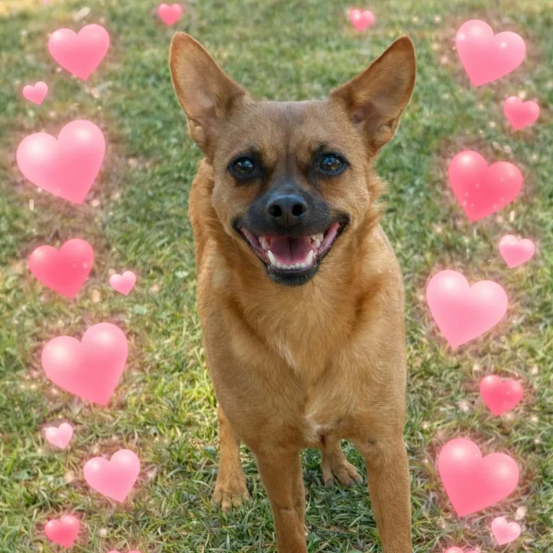 Sweet Boy thumbnail 4