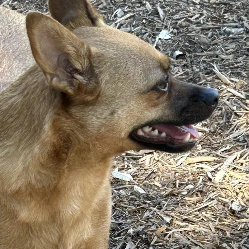 Sweet Boy thumbnail 6