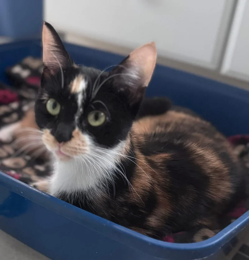 An adult medium-sized female Calico Domestic Short Hair cat named Isadora for adoption in Walker, MI