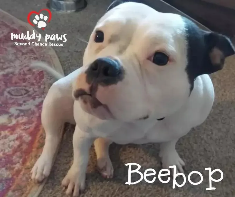 Beebop