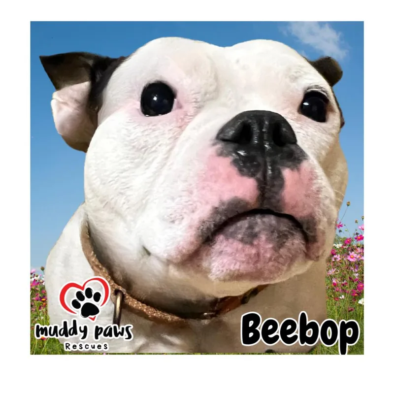 Beebop thumbnail 2