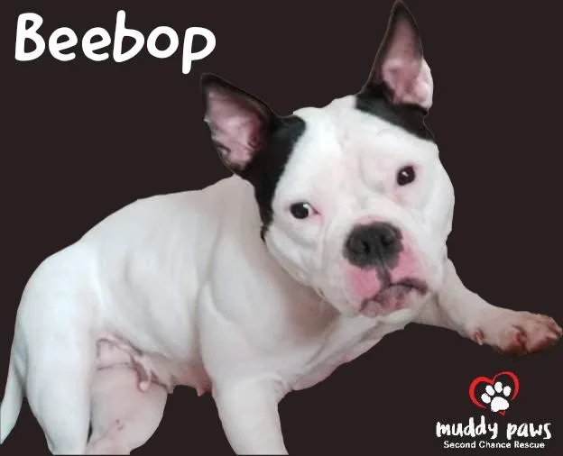 Beebop thumbnail 3