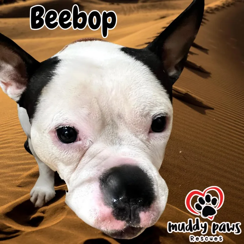Beebop thumbnail 4