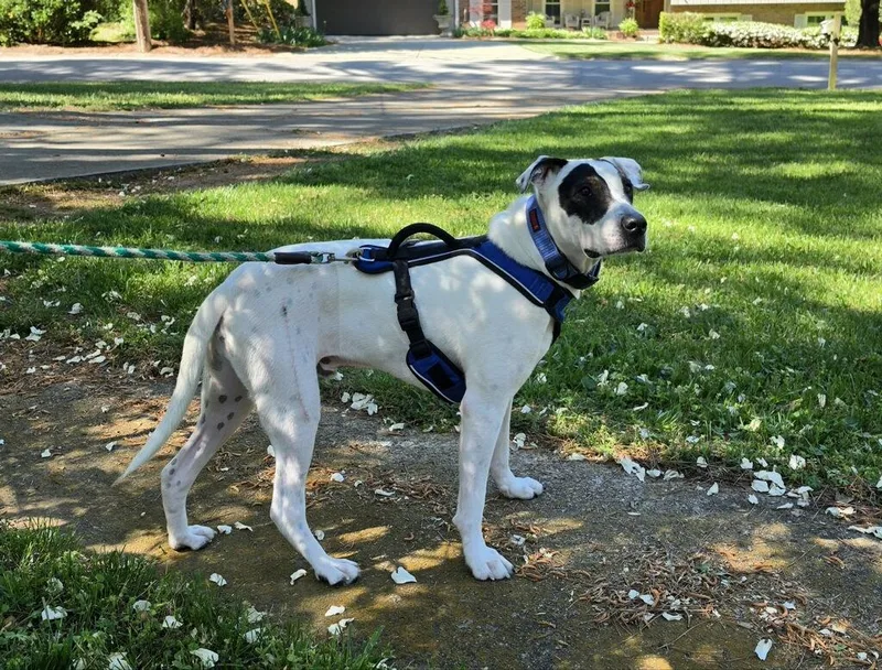A young medium-sized male Mixed Breed dog named Bandit for adoption in atlanta, GA