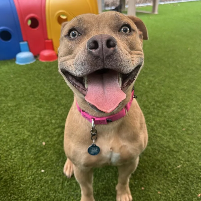 A young medium-sized female Brown / Chocolate Mixed Breed dog named Roxy for adoption in Warwick, RI