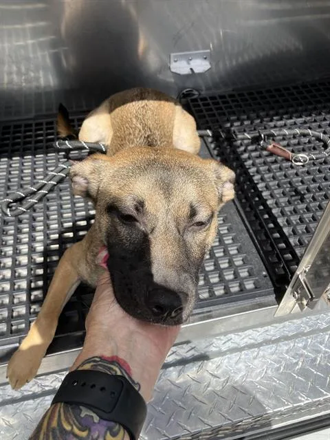 A young medium-sized female Mixed Breed dog named Fidget for adoption in Dallas, TX