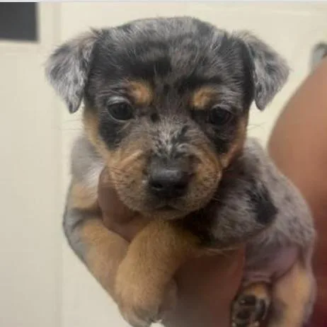 A baby small-sized male Brown / Chocolate Cattle Dog dog named Jem for adoption in Briarcliff Manor, NY