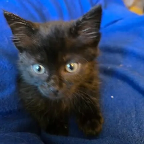 A baby small-sized female Black Domestic Short Hair cat named Blinkin for adoption in West Olive, MI