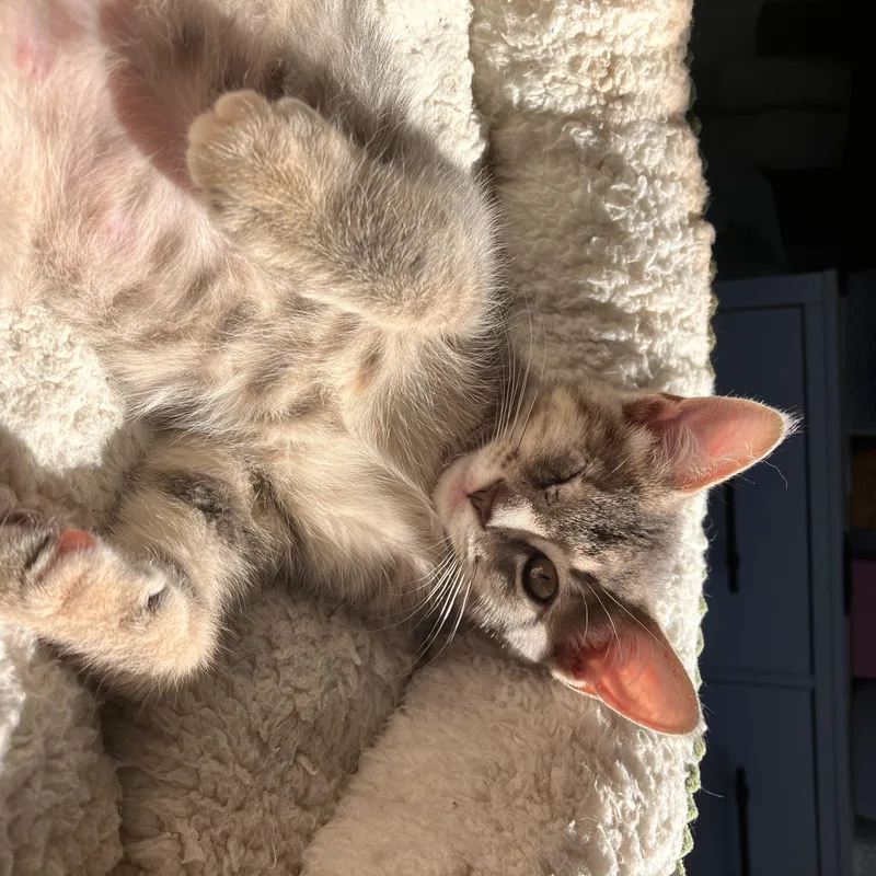 A baby medium-sized female Tabby (Gray / Blue / Silver) Domestic Short Hair cat named Becca for adoption in Moriches, NY