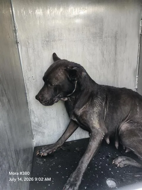 A young medium-sized female American Staffordshire Terrier dog named Canada for adoption in San Antonio, TX