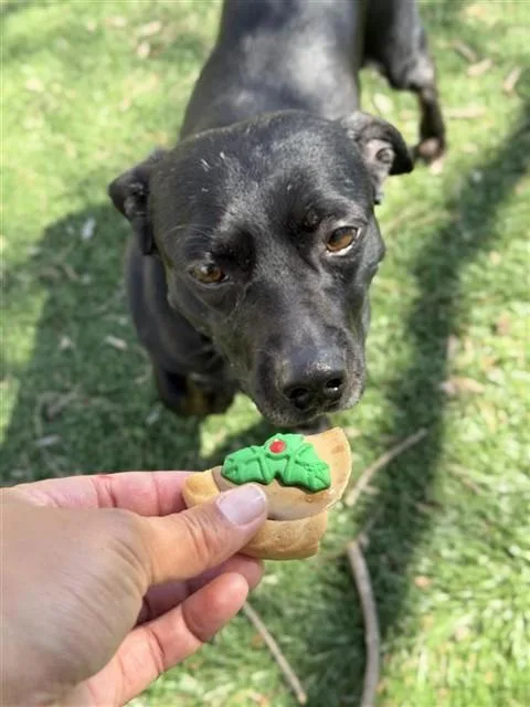 An adult small-sized male Dachshund dog named Pedro for adoption in Fremont, CA