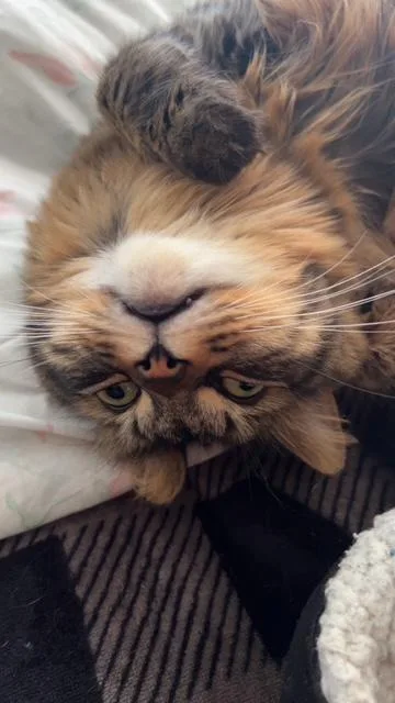 Fluffy Michelle thumbnail 2