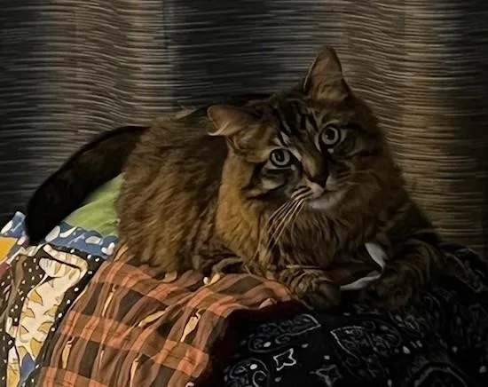 Fluffy Michelle thumbnail 3