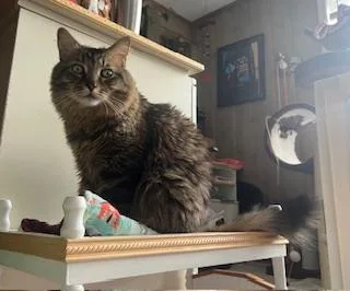 Fluffy Michelle thumbnail 4