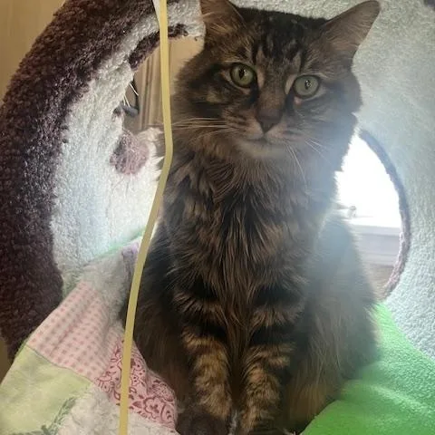 Fluffy Michelle thumbnail 5