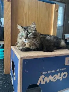 Fluffy Michelle thumbnail 6