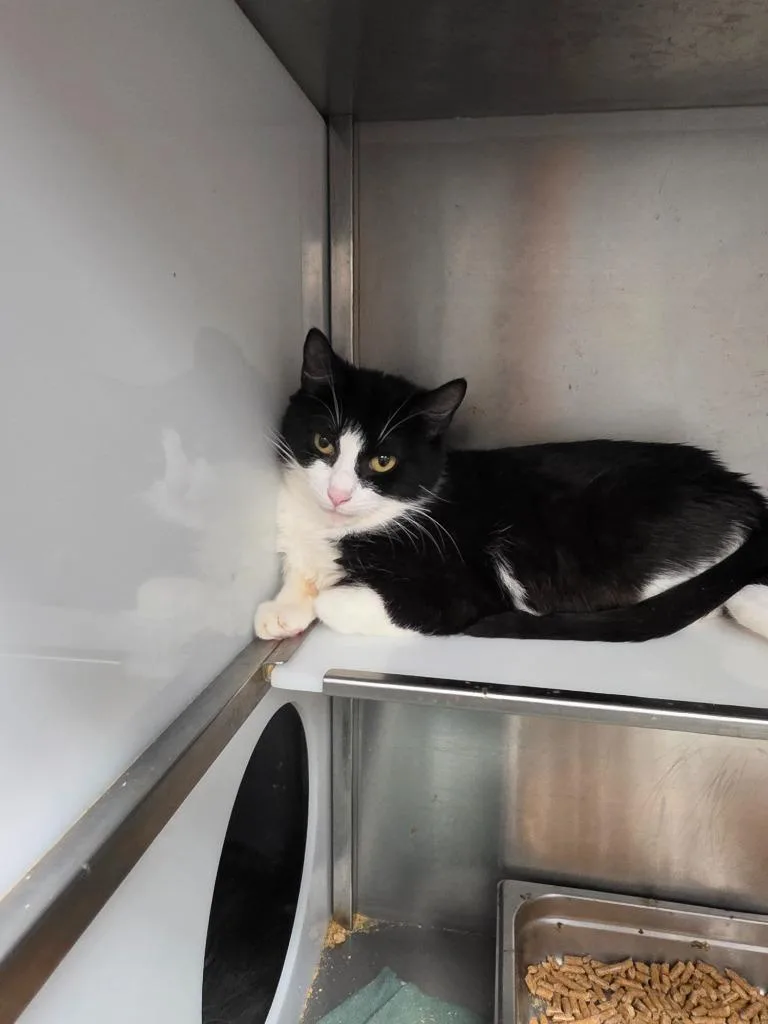 A young medium-sized female Domestic Short Hair cat named Pawdrey Hepburn for adoption in Rome, GA