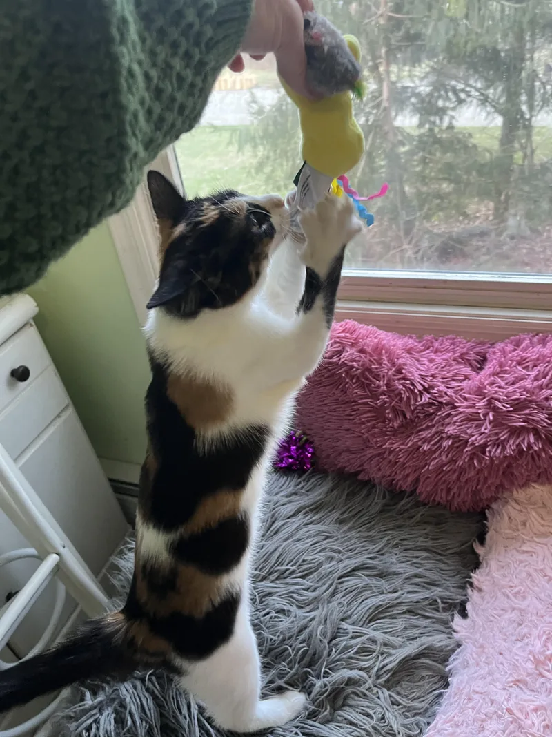 A baby medium-sized female Domestic Short Hair cat named Daisy for adoption in Succasunna, NJ