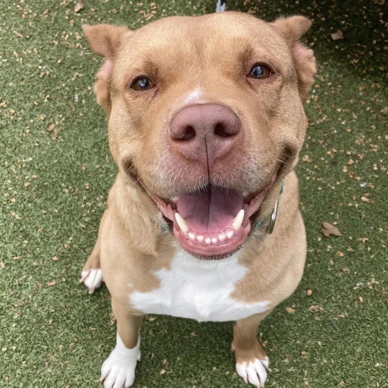 An adult large-sized female Brown / Chocolate Mixed Breed dog named Bunny for adoption in Providence, RI