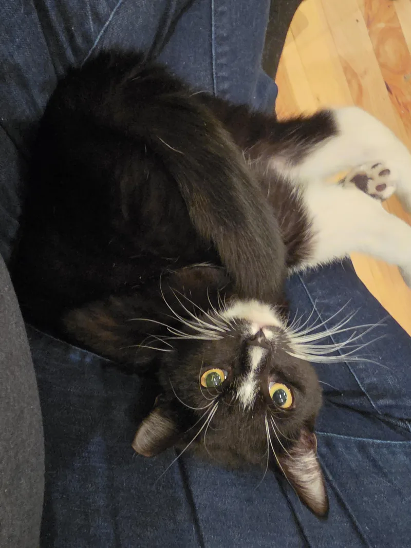 A young medium-sized male Black & White / Tuxedo Domestic Short Hair cat named Ambrose for adoption in Baltimore, MD