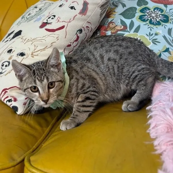 A young medium-sized female Tabby (Brown / Chocolate) Tabby cat named Canela Gato for adoption in Friendswood, TX
