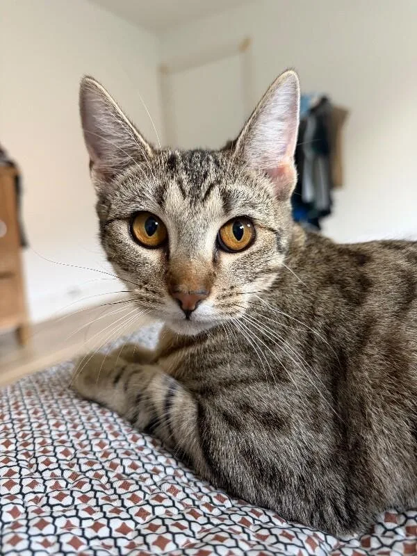 Canela Gato thumbnail 2