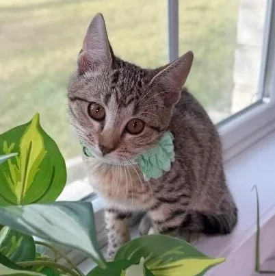Canela Gato thumbnail 3