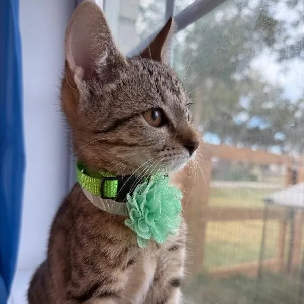 Canela Gato thumbnail 4