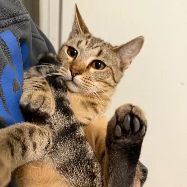 Canela Gato thumbnail 5