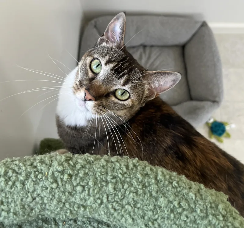 An adult medium-sized female Calico Domestic Short Hair cat named Wanda for adoption in San Andreas, CA