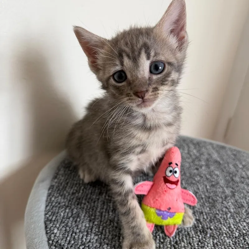 A baby small-sized male Brown / Chocolate Domestic Short Hair cat named Nugget for adoption in Middle Village, NY