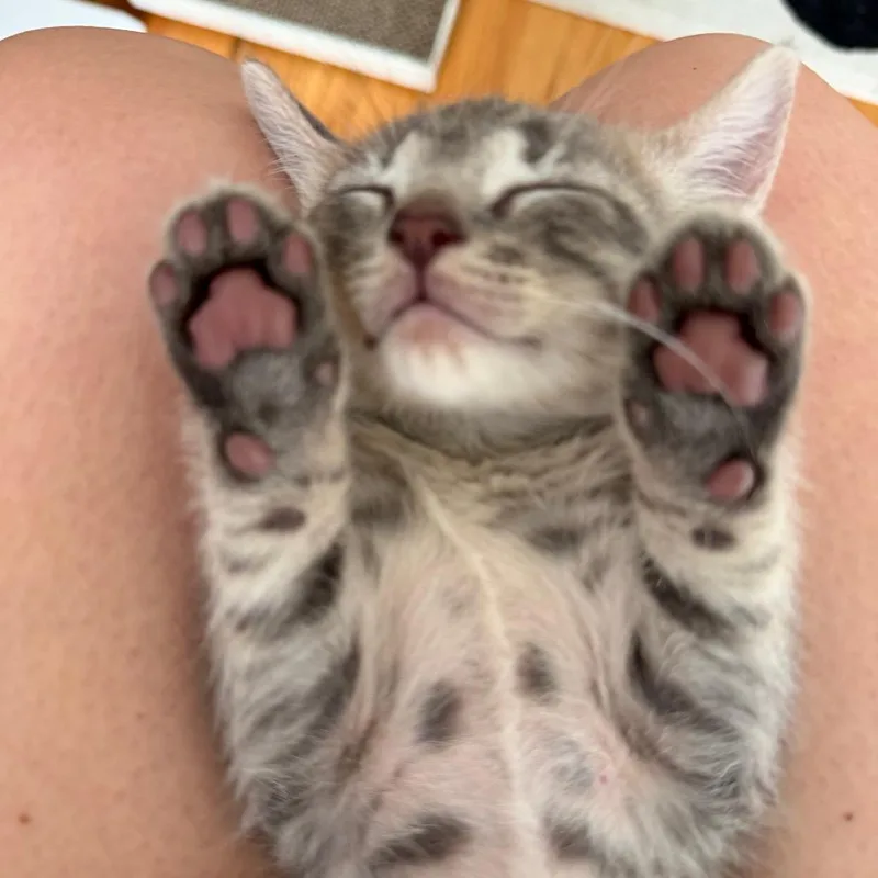 Nugget thumbnail 3