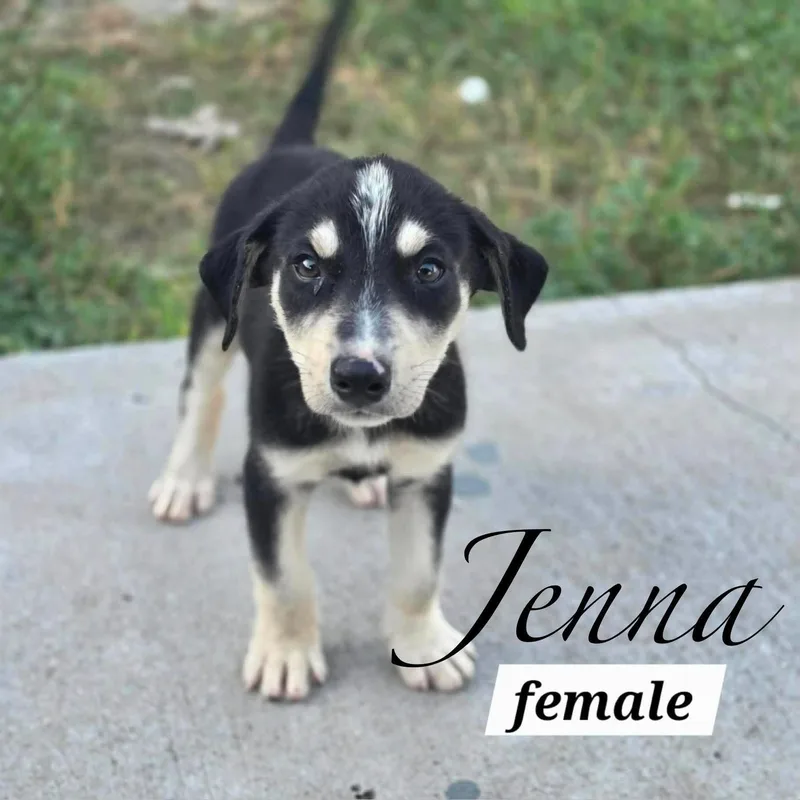 A baby medium-sized female Shepherd dog named Jenna for adoption in PLAINFIELD, CT