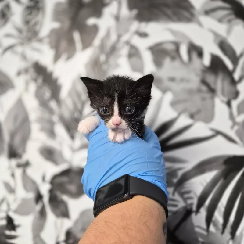 A baby small-sized female Black Domestic Long Hair cat named Nana for adoption in Wahiawa, HI