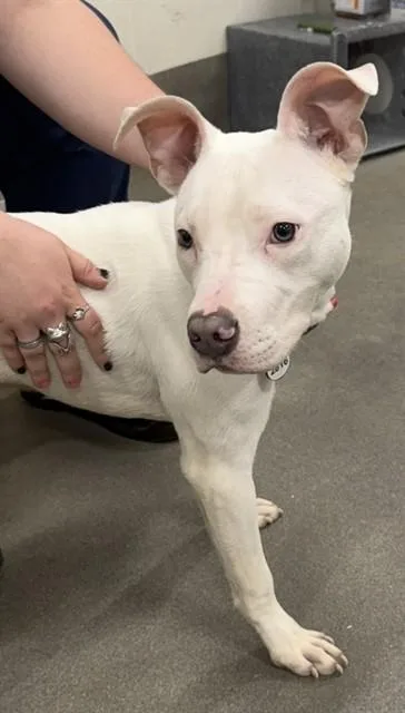 An adult medium-sized male Pit Bull Terrier dog named Doug for adoption in Upper Marlboro, MD