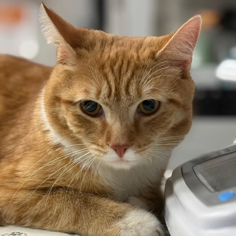 An adult large-sized male Orange / Red Domestic Short Hair cat named Furg for adoption in Birdsboro, PA
