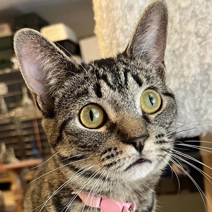 Murphette thumbnail 2