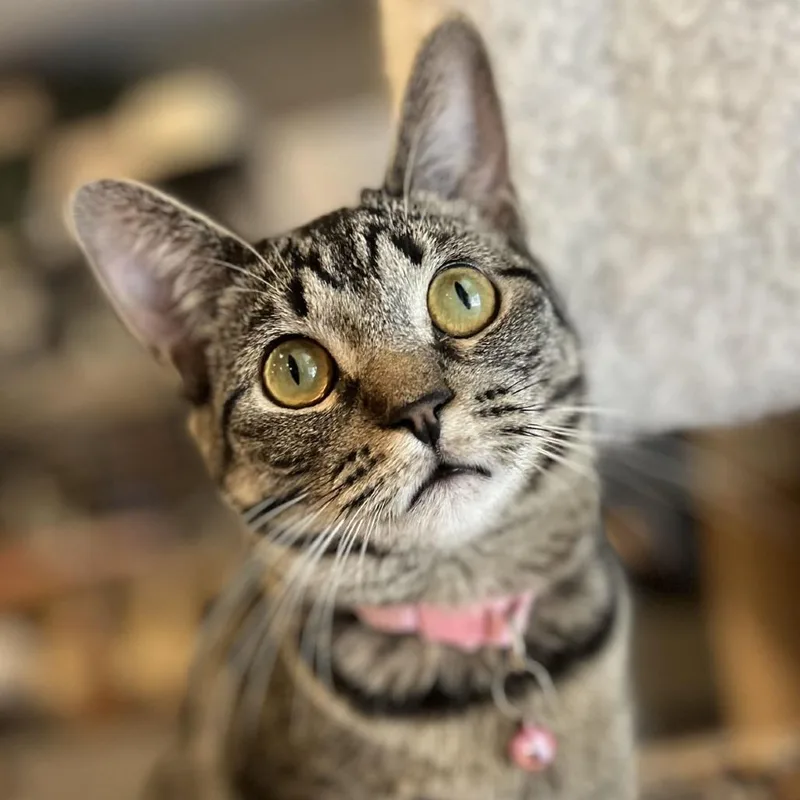 Murphette thumbnail 3