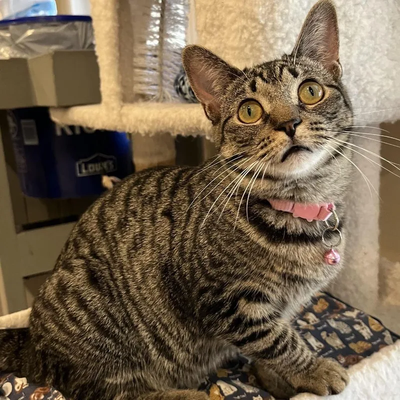 Murphette thumbnail 4