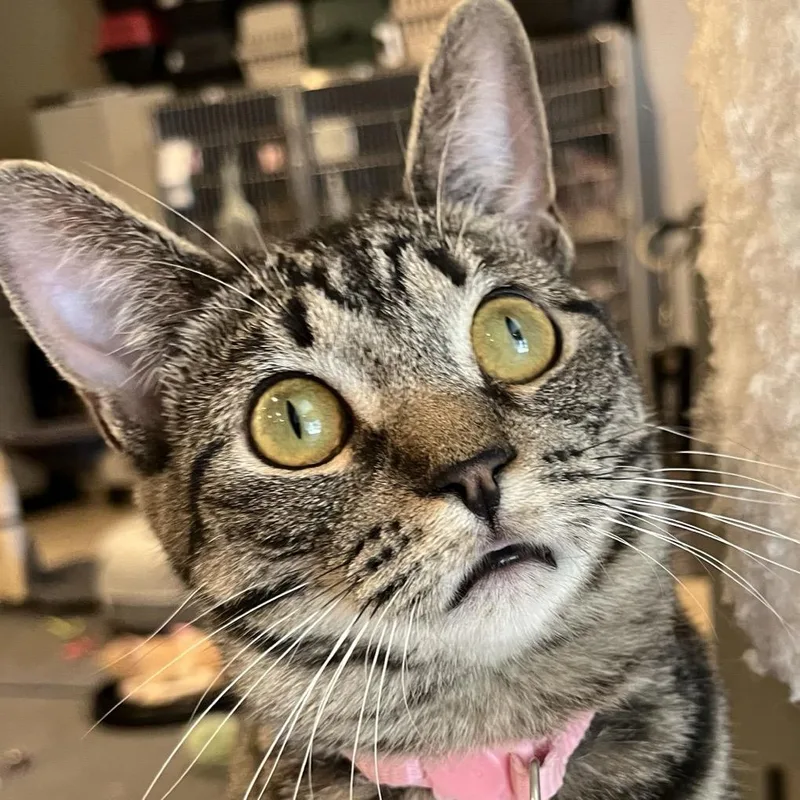 Murphette thumbnail 5