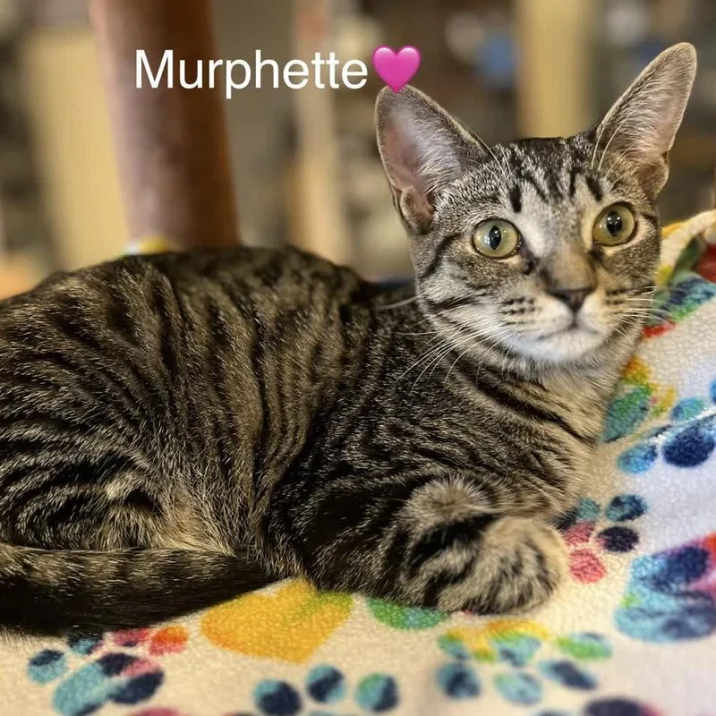 Murphette
