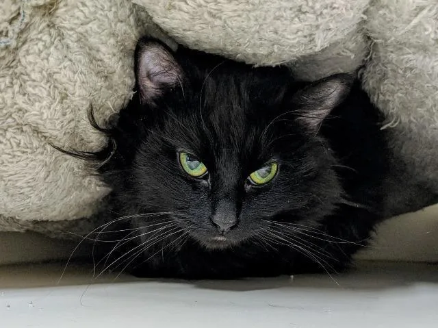An adult large-sized female Domestic Medium Hair cat named Saoirse for adoption in Bloomington, IN