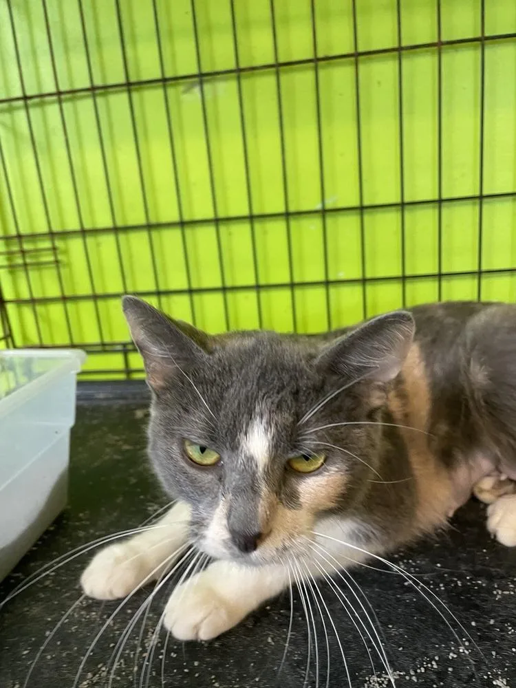 Miss Piggy thumbnail 2