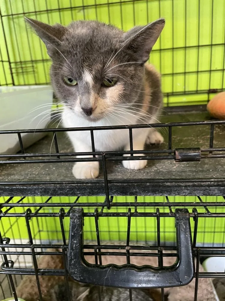 Miss Piggy thumbnail 3