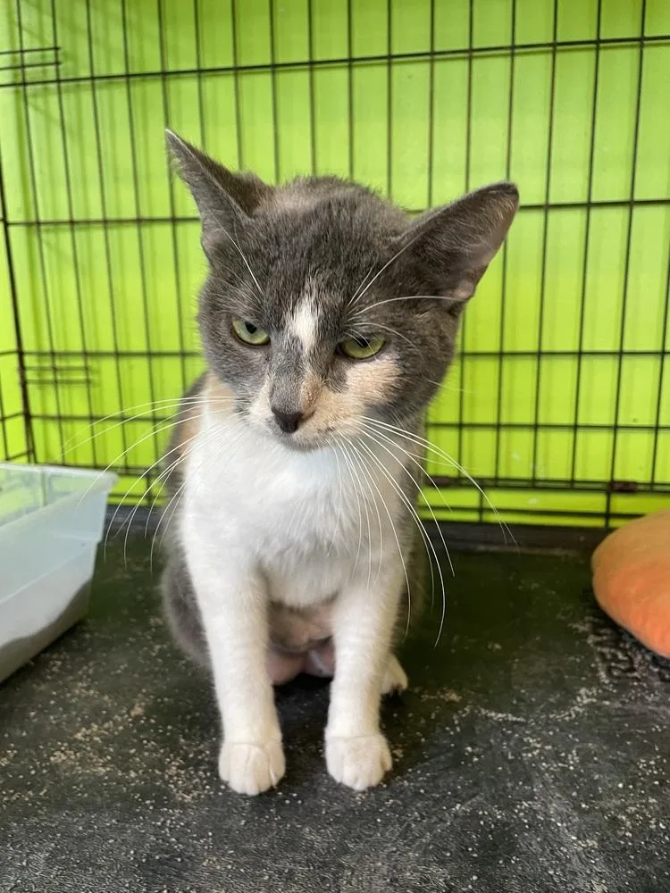 Miss Piggy thumbnail 4