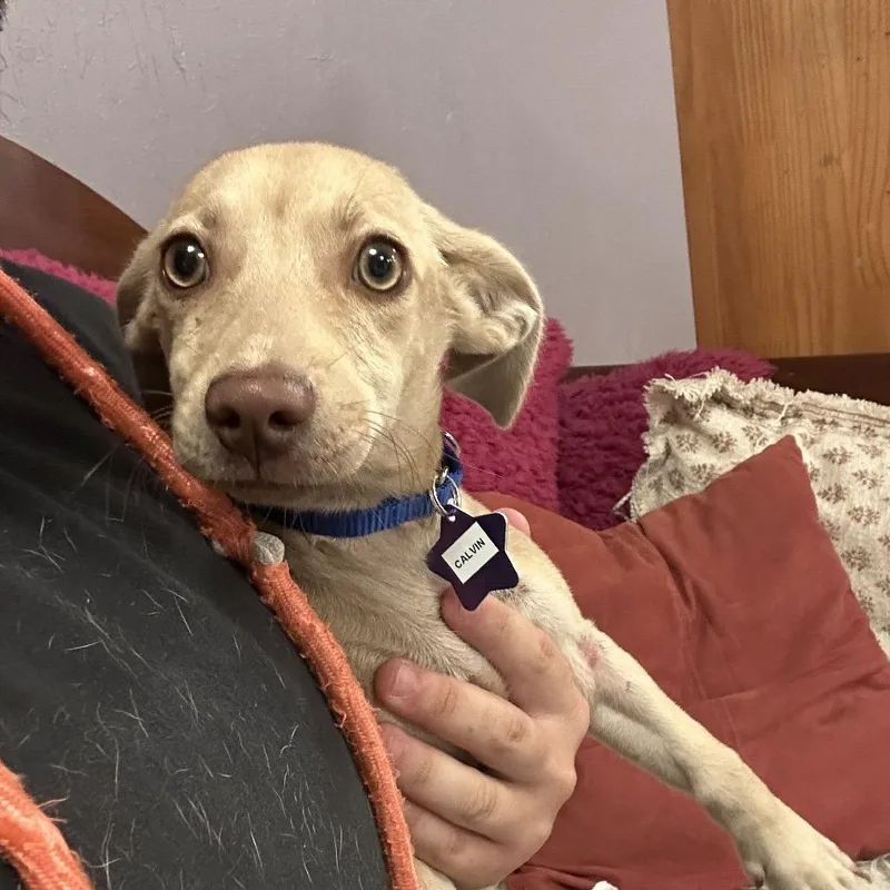 A baby small-sized male Golden Chihuahua dog named Calvin for adoption in San Francisco, CA