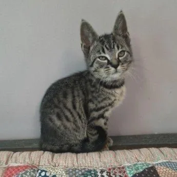 A baby small-sized female Gray / Blue / Silver Domestic Short Hair cat named Cherry for adoption in Buffalo, MN