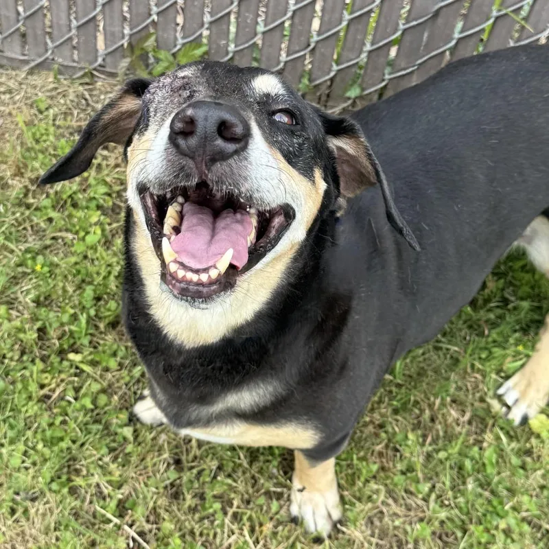 A senior medium-sized male Basset Hound dog named Rufus for adoption in Brenham, TX